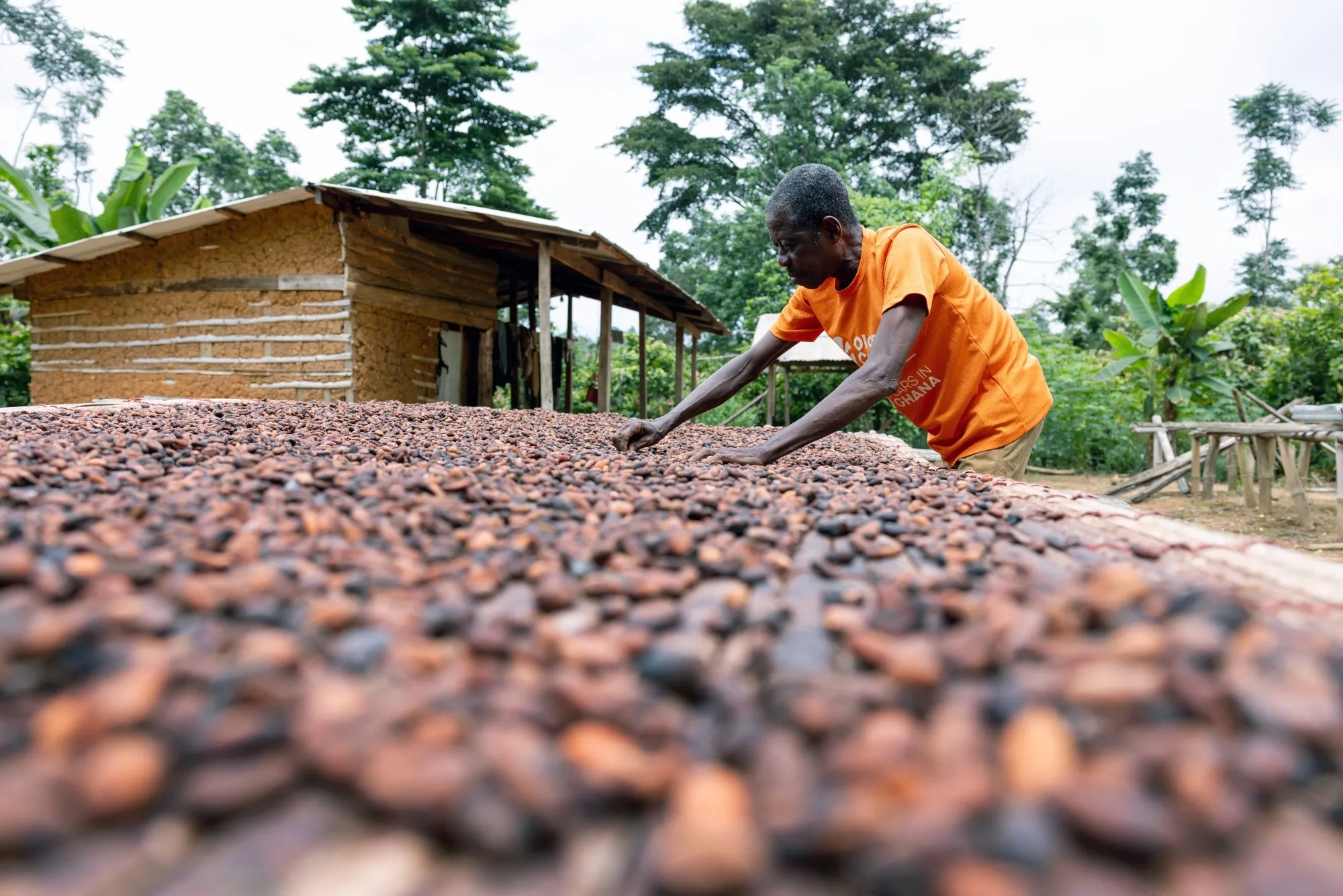 Ghanaian farmer spreading cocoa beans to dry under the sun (Credit: Reuters)