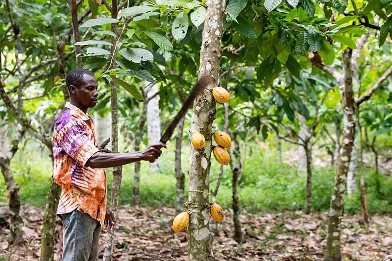 Farmer harvesting cocoa pods on a Ghanaian plantation (Credit: University of Notre Dame / Fighting for ND)