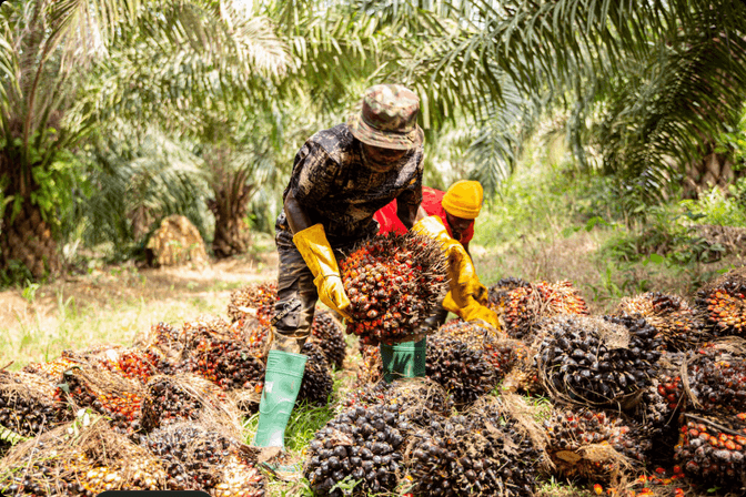 Mahama Pledges $500 Million to Boost Ghana Oil Palm – Targeting $12 Billion Exports