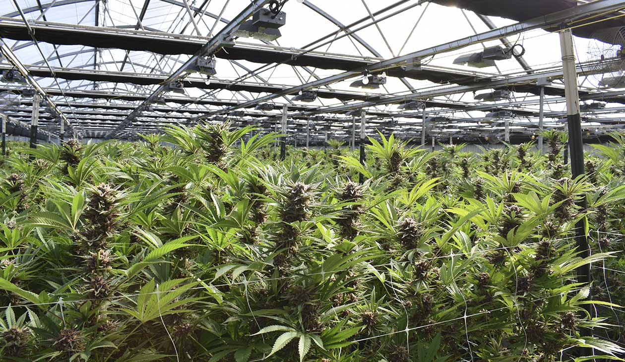 Ghana Launches Regulated Medicinal & Industrial Cannabis Programme