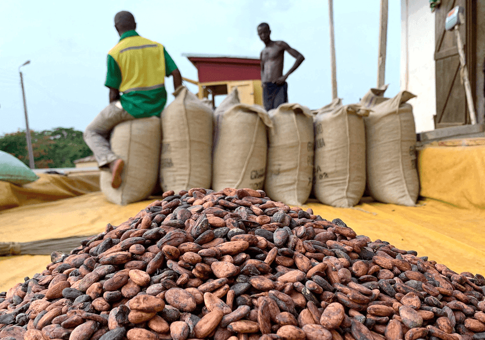 Ghanaian cocoa farmers sun-drying cocoa beans in bags at a rural farm 2026