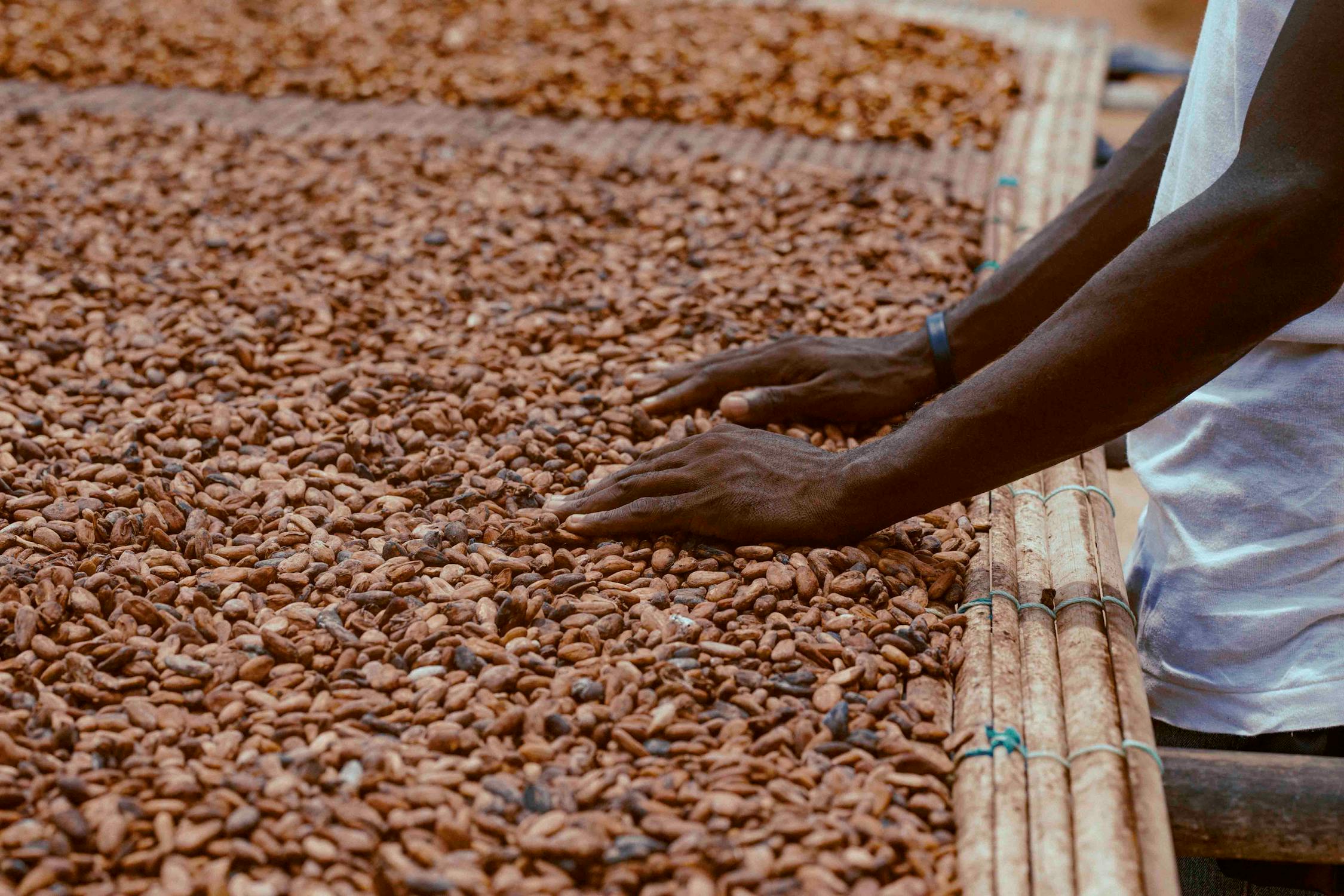 Ghana Cuts Cocoa Price by 29% — Farmers Lose GH¢1,038 per Bag, COCOBOD Faces Criminal Investigation