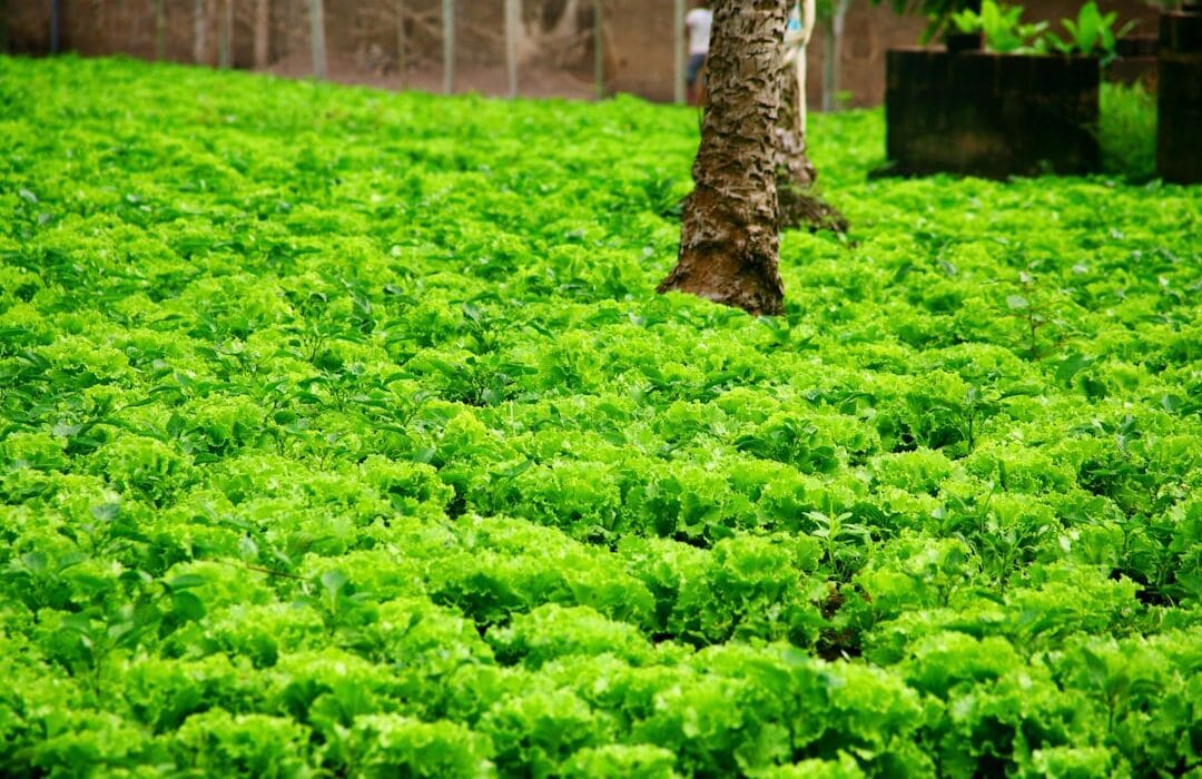 A Ghanaian farmer using a smartphone connected to an AI in Ghana agriculture 2026 platform while standing in a maize field