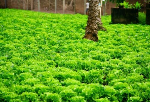 AI in Ghana Agriculture 2026: 7 Powerful Changes